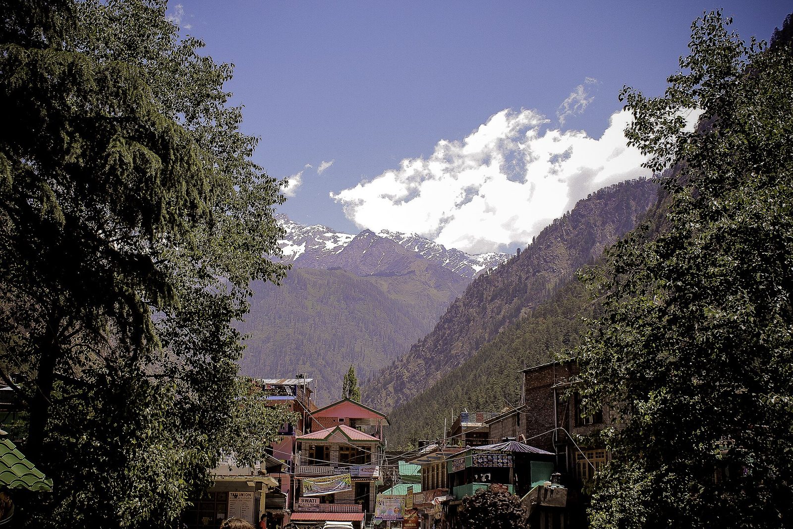 Kasol village and riverside pines in the Parvati Valley